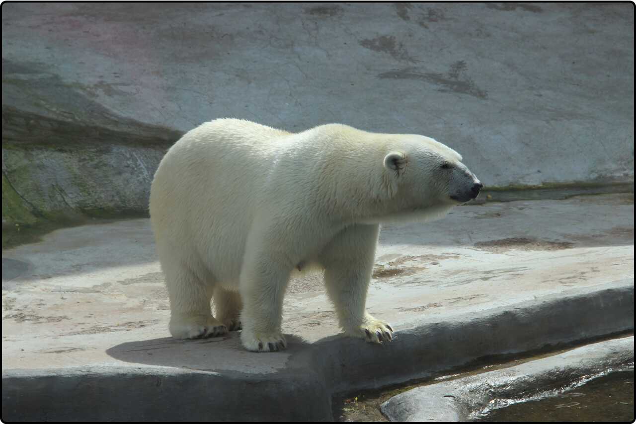 A white bear in its native Arctic environment, with snow-covered mountains in the background